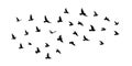 Flying birds silhouettes on white background. Vector illustration. isolated bird flying. tattoo and wallpaper background design Royalty Free Stock Photo