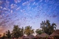 Flying birds in the sky at sunset in Senegal, Africa. They are eagles and the sky has a beautiful red color. Nature background is Royalty Free Stock Photo