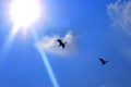 Flying birds with sun on the bird Sanctuary Royalty Free Stock Photo