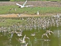 Flying birds in Sungei Buloh wetland reserve, Singapore Royalty Free Stock Photo