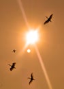 Flying birds with sunset on the bird Sanctuary Royalty Free Stock Photo