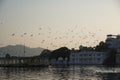 Flying birds with sunset. Flying birds. Birds silhouettes. Warm color nature background. ZXC Royalty Free Stock Photo