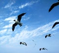 Flying birds Royalty Free Stock Photo