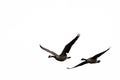 Flying birds for windows Royalty Free Stock Photo
