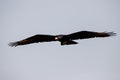 A verreaux eagle in flight Aquila verreauxii Royalty Free Stock Photo