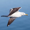 Flying black-backed seagull, square image, close-up view Royalty Free Stock Photo