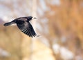 Flying black Carrion Crow Royalty Free Stock Photo