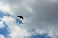 Flying black Crow Royalty Free Stock Photo