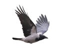 Flying black and grey crow with large wings Royalty Free Stock Photo