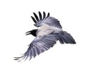 Flying black and grey isolated large crow Royalty Free Stock Photo