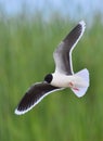 Flying Black-headed Gull (Larus ridibundus). Royalty Free Stock Photo