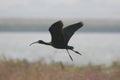 Flying black ibis. Royalty Free Stock Photo