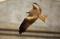 Flying Black Kite Royalty Free Stock Photo