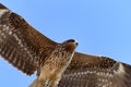 Flying Black Kite. Royalty Free Stock Photo