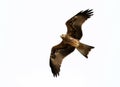 Flying black kite Royalty Free Stock Photo