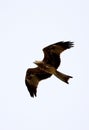 Flying black kite Royalty Free Stock Photo