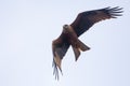 Flying black kite Milvus migrans makes sharp turn in air Royalty Free Stock Photo