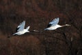 Flying black-necked cranes surrounded by trees under the sunlight in Hokkaido in Japan