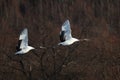 Flying black-necked cranes surrounded by trees under the sunlight in Hokkaido in Japan