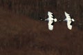 Flying black-necked cranes surrounded by trees under the sunlight in Hokkaido in Japan