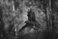 Flying black raven bird (Corvus corax) with open wings and rain bokeh, wildlife in nature