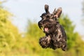 Flying black standard schnauzer dog