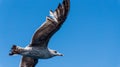 Gull Royalty Free Stock Photo