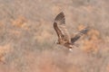 Flying black vulture Aegypius monachus. Close up Royalty Free Stock Photo