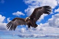 Flying black vulture against sky Royalty Free Stock Photo