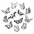 Flying black & white butterflies