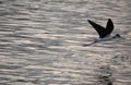 Flying Black and White Sandpiper Over Water Royalty Free Stock Photo