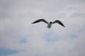 Flying black and white seagull