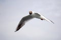 Flying black and white seagull