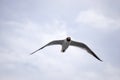 Flying black and white seagull