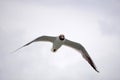 Flying black and white seagull