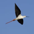 Flying Black-Winged Stilt with Blue Sky Royalty Free Stock Photo