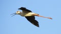 Flying Black-winged Stilt Himantopus himantopus Royalty Free Stock Photo