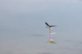 Flying Black-winged stilt in the water with reflection, Spain Royalty Free Stock Photo