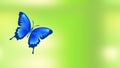 Flying blue butterfly sits on a flower blooming, animated spring or summer video