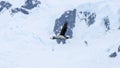 Flying blue-eyed shag Antarctic Peninsula. Antarctica. Royalty Free Stock Photo