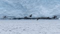 Flying blue-eyed shag Antarctic Peninsula. Antarctica. Royalty Free Stock Photo