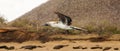 Flying Blue footed booby, Galapagos Islands. Royalty Free Stock Photo