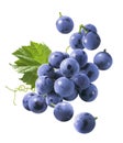 Flying blue grapes isolated on white background. Bunch of falling berries