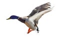 Flying blue head mallard duck drake on white Royalty Free Stock Photo