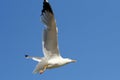 A flying on blue sky side view seagull