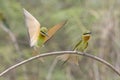 Flying Blue-tailed Bee-eater (Merops Philippinus)
