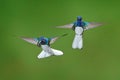 Flying blue and white hummingbird White-necked Jacobin, Florisuga mellivora, from Colombia, clear green background. Bird fight,
