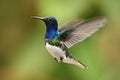 Flying blue and white hummingbird White-necked Jacobin from Ecuador Royalty Free Stock Photo