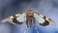 Flying blue winged grasshopper Royalty Free Stock Photo