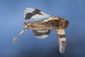 Flying blue winged grasshopper Royalty Free Stock Photo